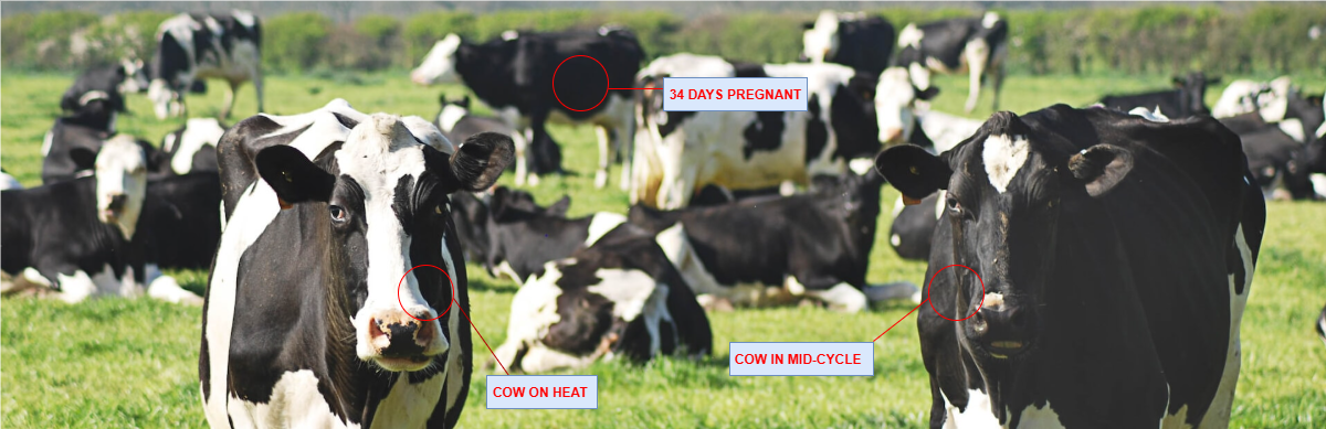 ScanInsights Cow