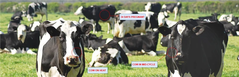 ScanInsights AI Technology