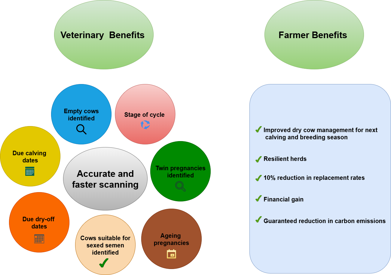 Our Services